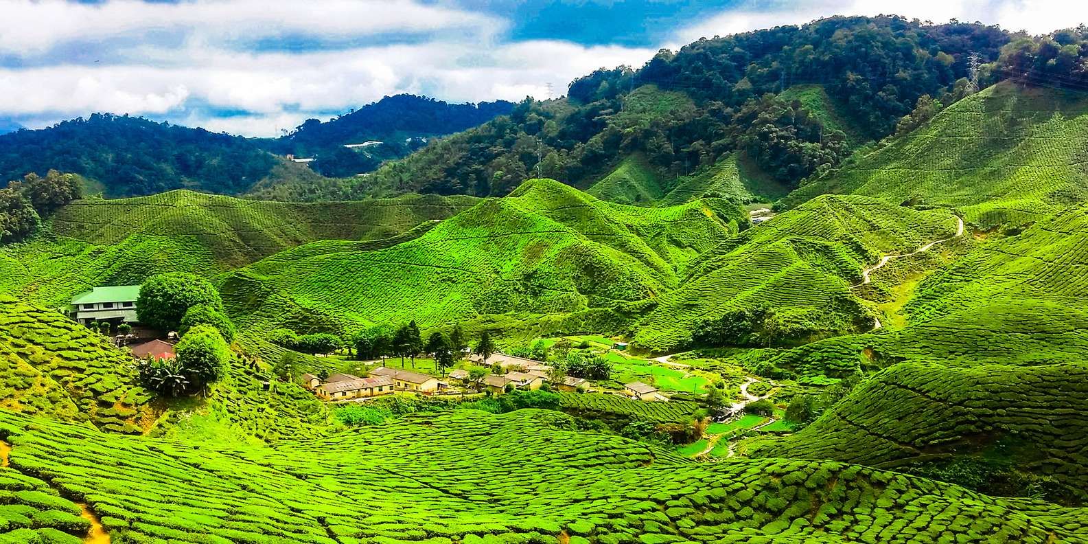 Cameron Highlands
